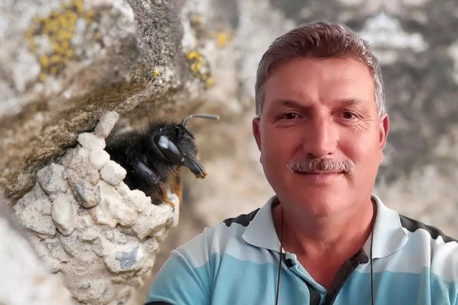 Hobi bahçesinde yaban arılarının yuvasını bozan vatandaşın acı sonu