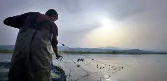 Bu balığı getirene adet başına 35 lira ödenecek