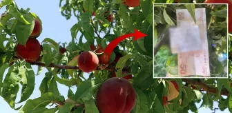 İnsanlık ölmemiş dedirten olay! Ağaç dalına para ve bir not bıraktı