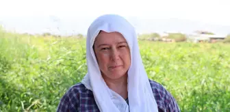 Öğlen 12'ye kadar çalışıp 1500 TL alıyorlar: Dünyanın en zor işi