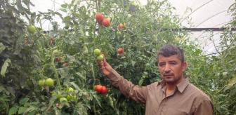 Burada toprak altın değerinde: 20 dekar ektiler, aldıkları ürüne bakın