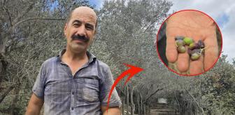 Şehrin meşhur ürünü tehlikede! 1 milyon ağaçta neredeyse 1 tane yok