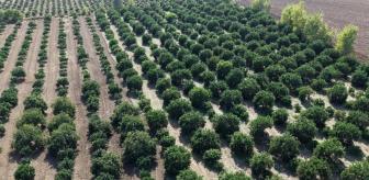 Tarlada tek haneye düştü, marketten 70 liraya alıyoruz