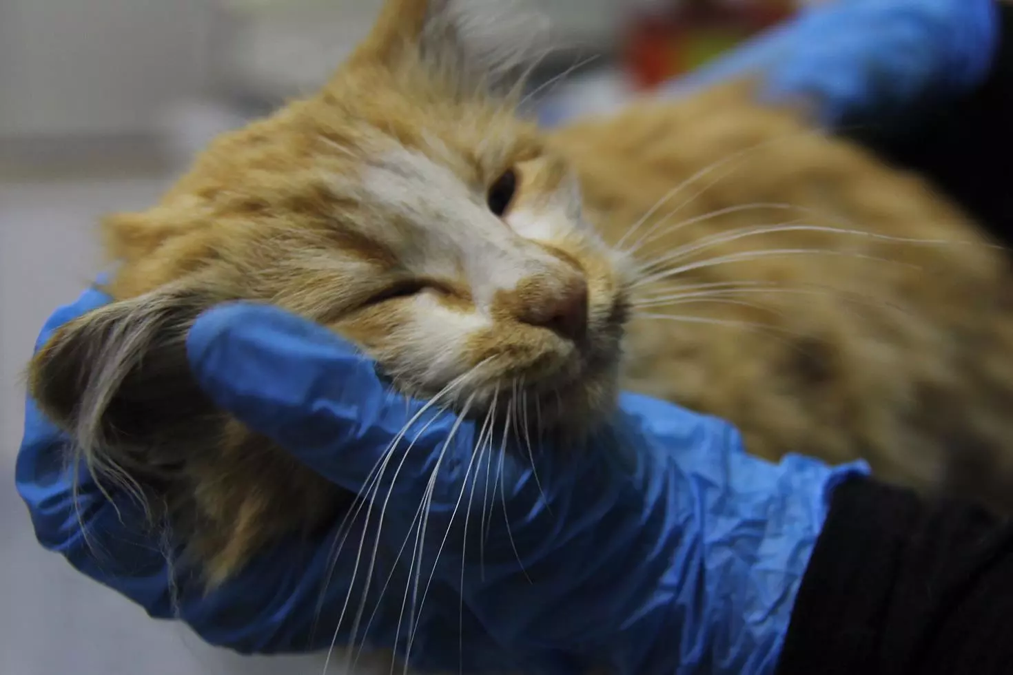 Bir il diken üstünde Kedide AIDS tespit edildi