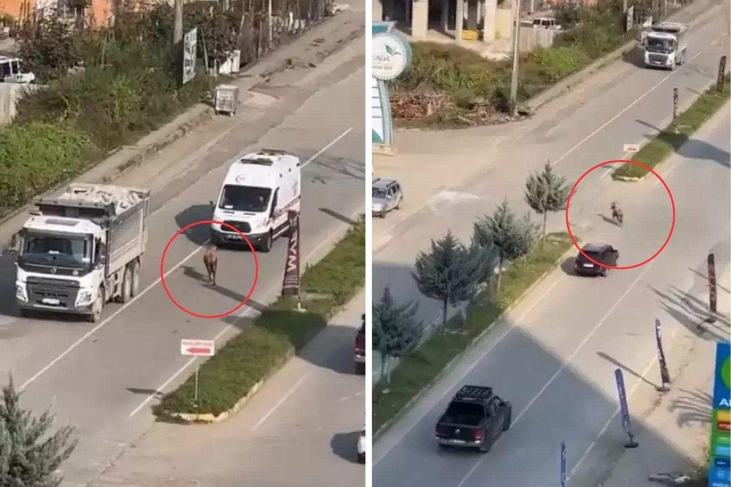 Sahibinin elinden kaçtı, trafiği birbirine kattı