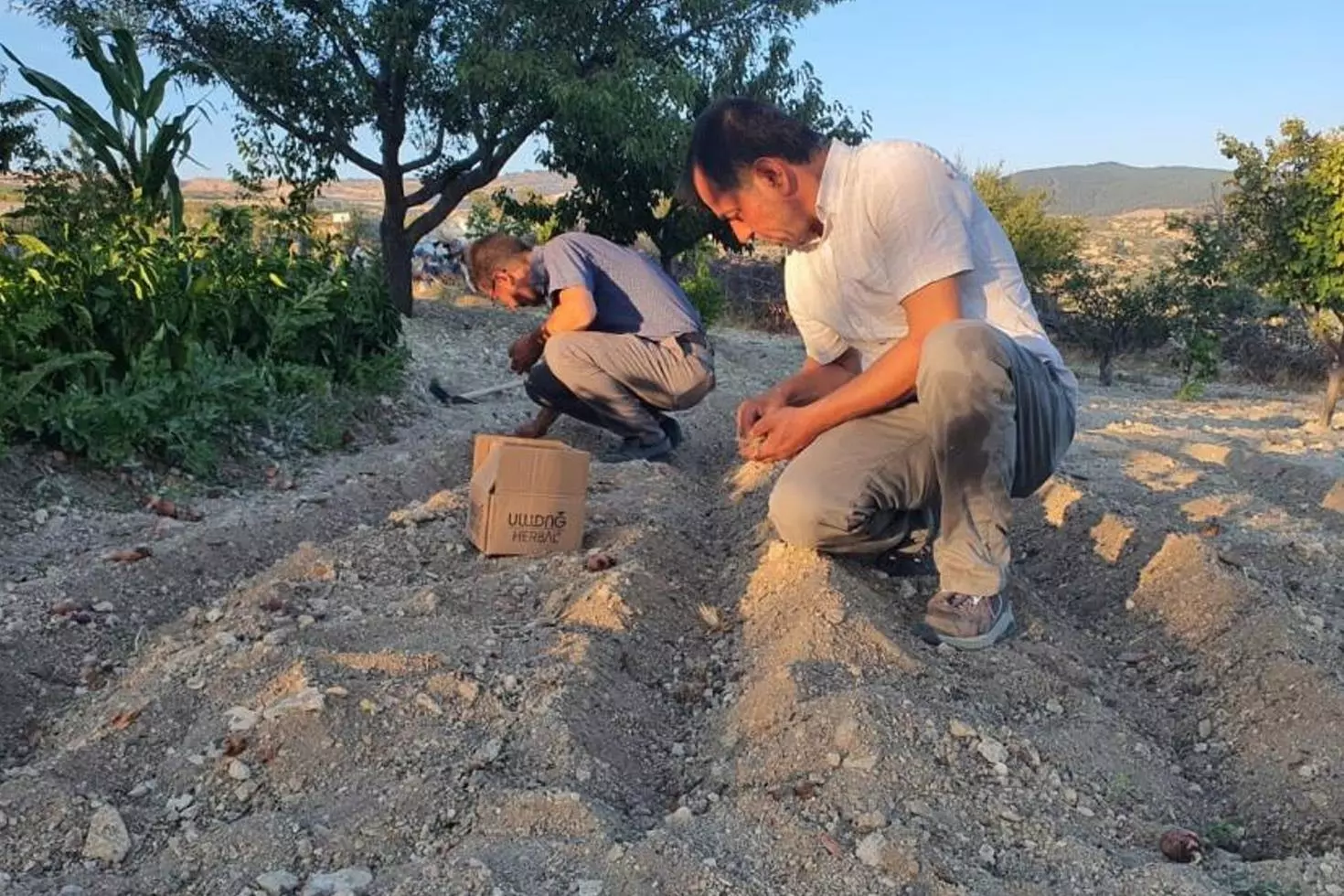 İlçede ’kırmızı altın’ mucizesi İlk hasadında 150 gram ürün elde etti