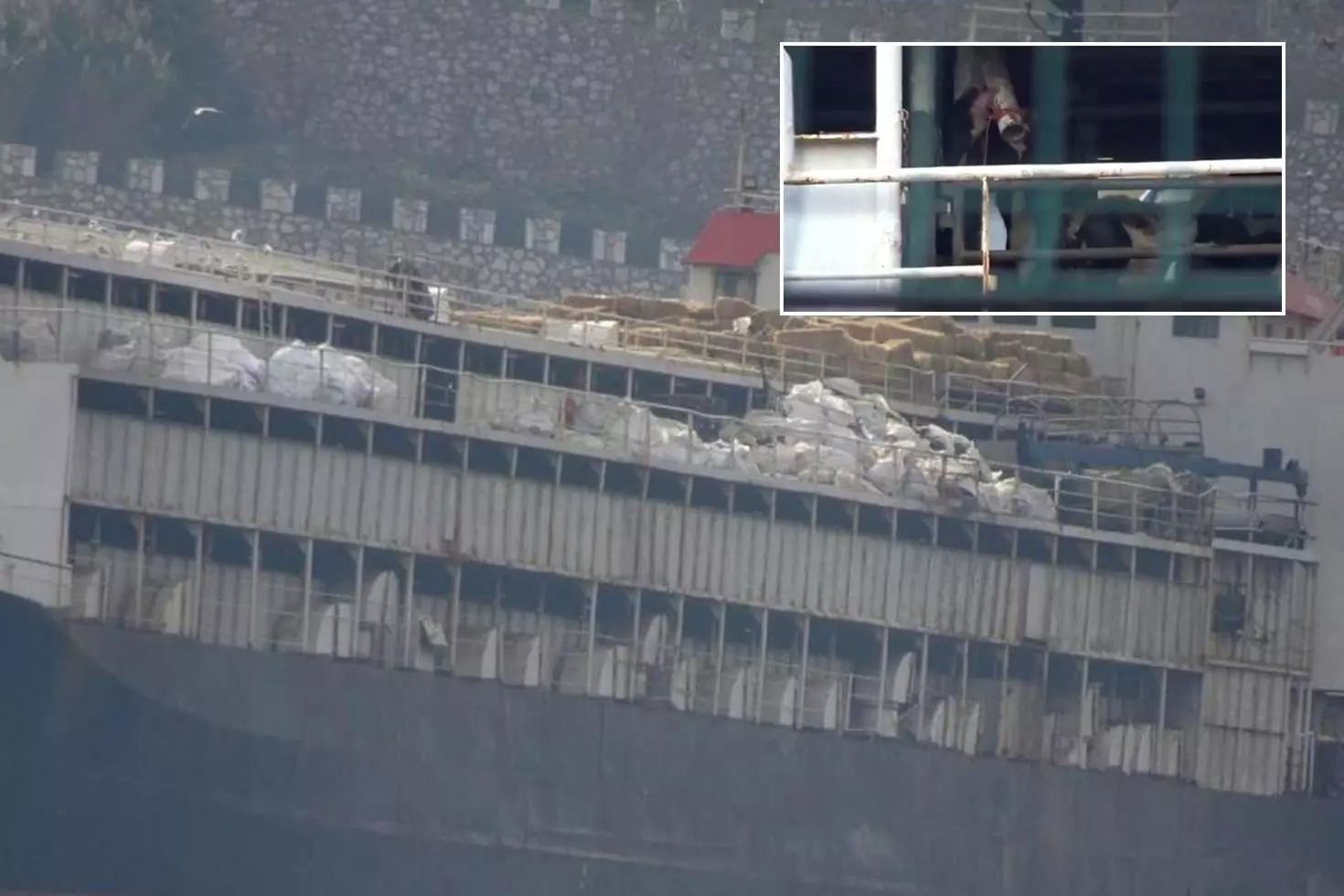 Utanç tablosu Türkiye’den İnekler susuzluktan boruları yaladı