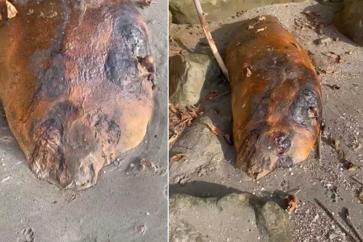 Marmara sahiline vuran gizemli canlı Kimse ne olduğunu anlamadı