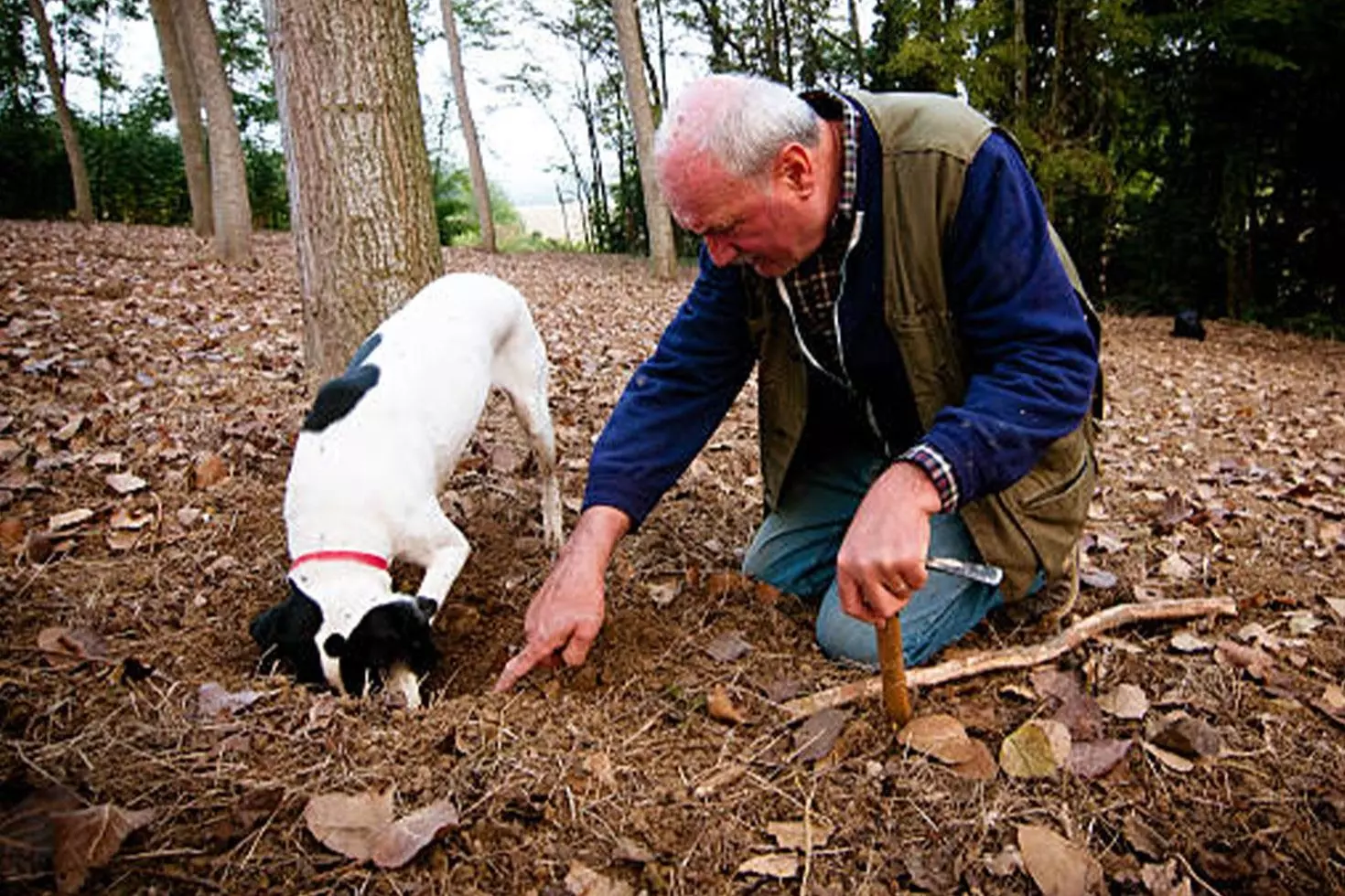 Ormanlarda köpeklerle aranarak bulunuyor, kilosu 345 bin TL’den satılıyor