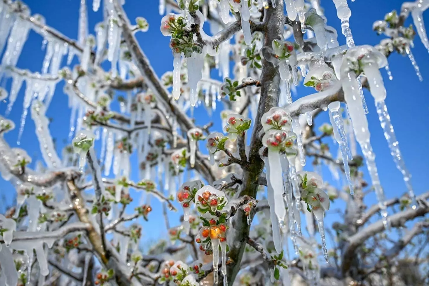 Zirai dondan etkilenen çiftçilere dev destek