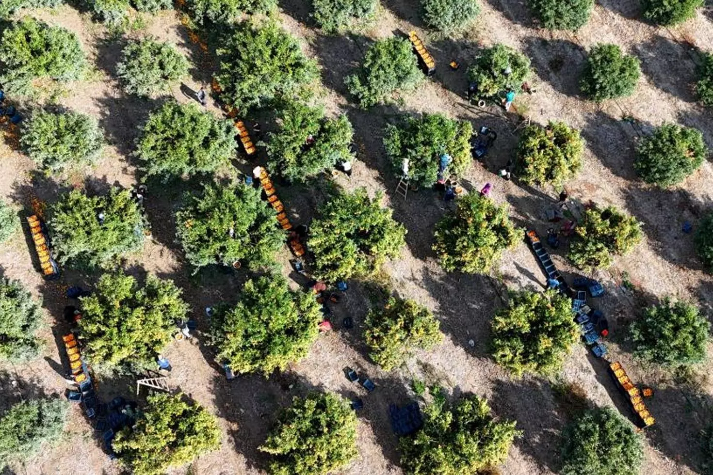 İşçilerin grevi meyveyi dalında bıraktı Kilosu 3 liraya kadar geriledi