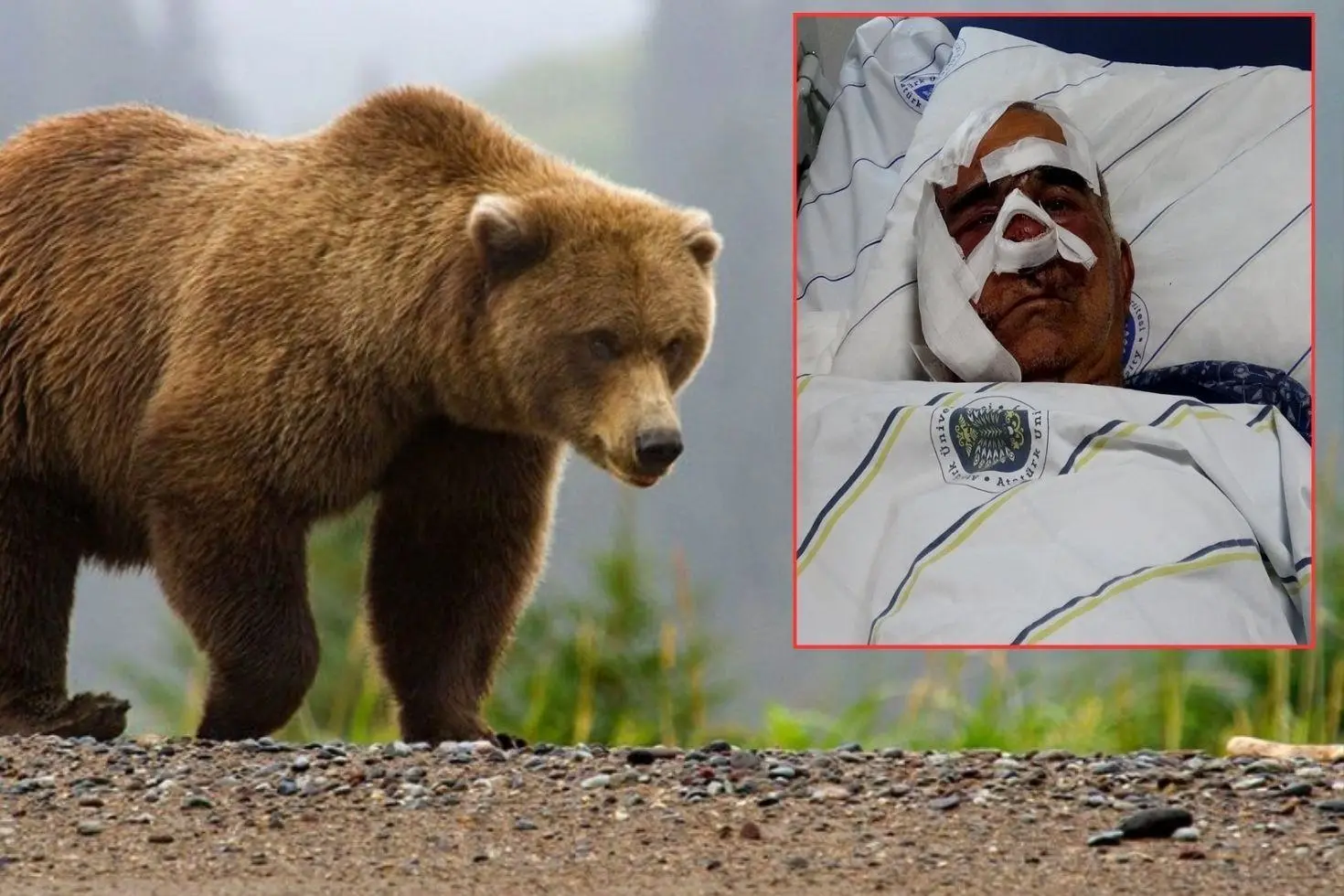 Neye uğradığını şaşırdı Pençe darbeleri aldı, elmacık kemiği koptu