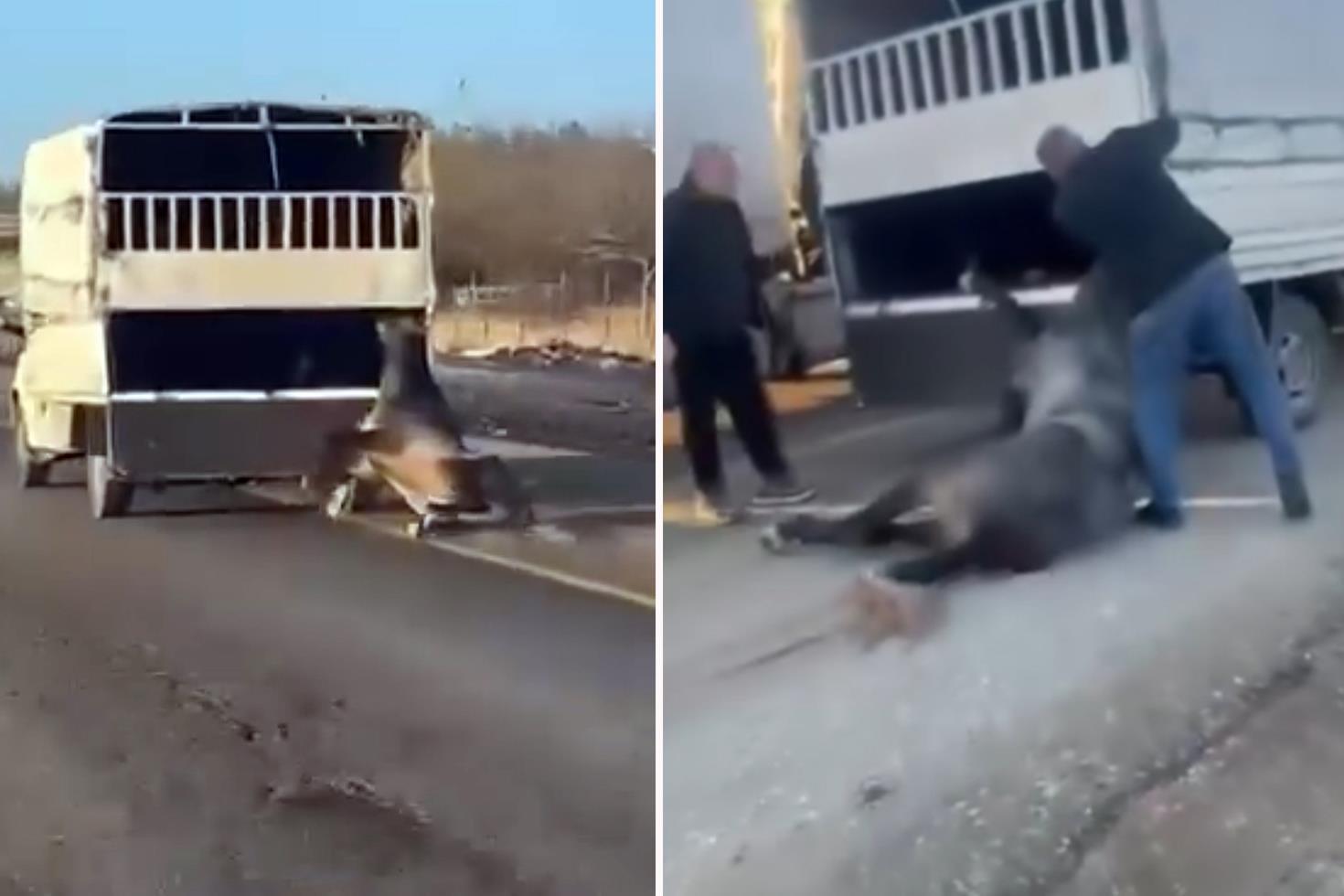 Kamyonetin arkasına bağladığı atı dakikalarca sürükledi