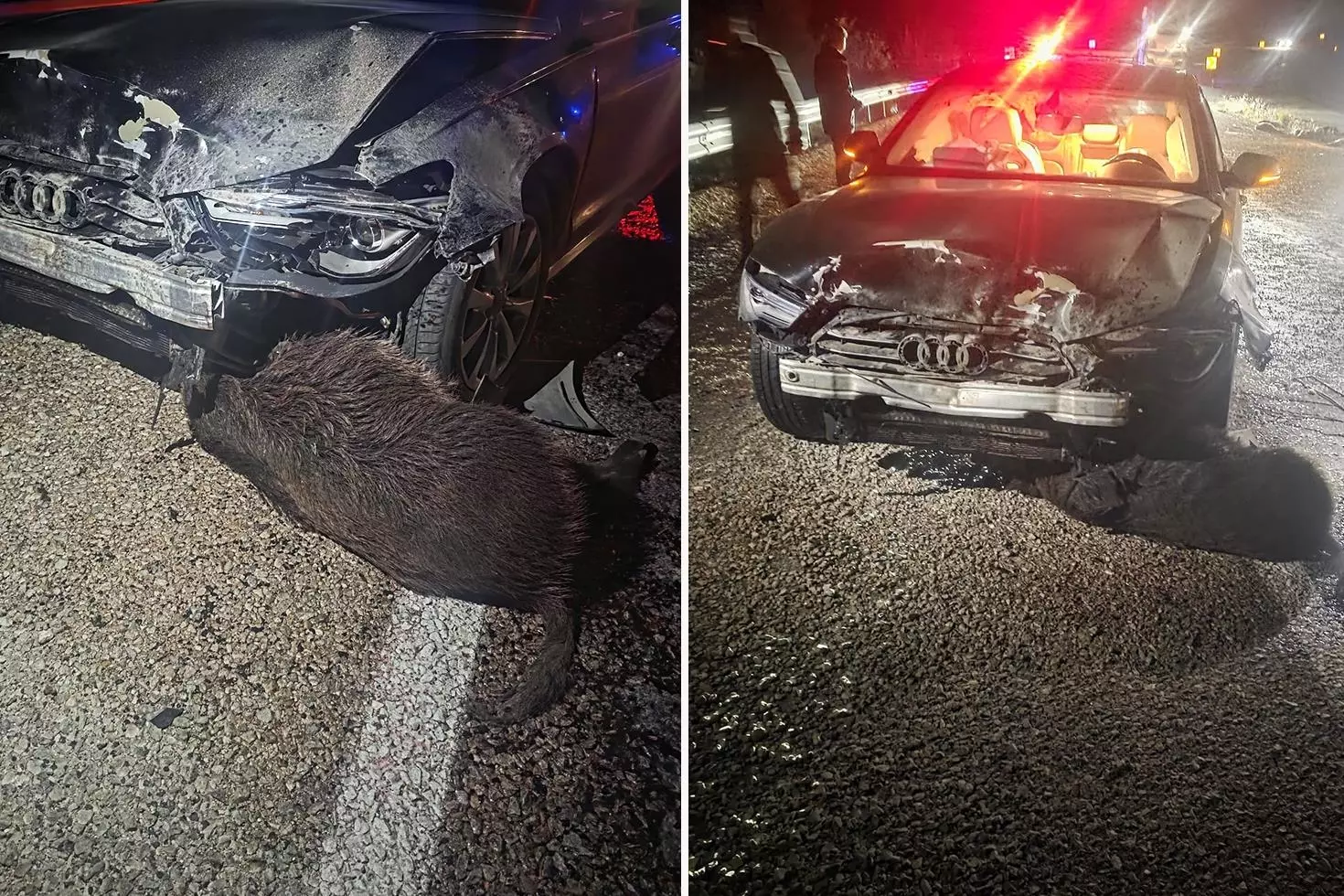 Sinop Belediye Başkanı’nın makam aracı domuz sürüsüne çarptı