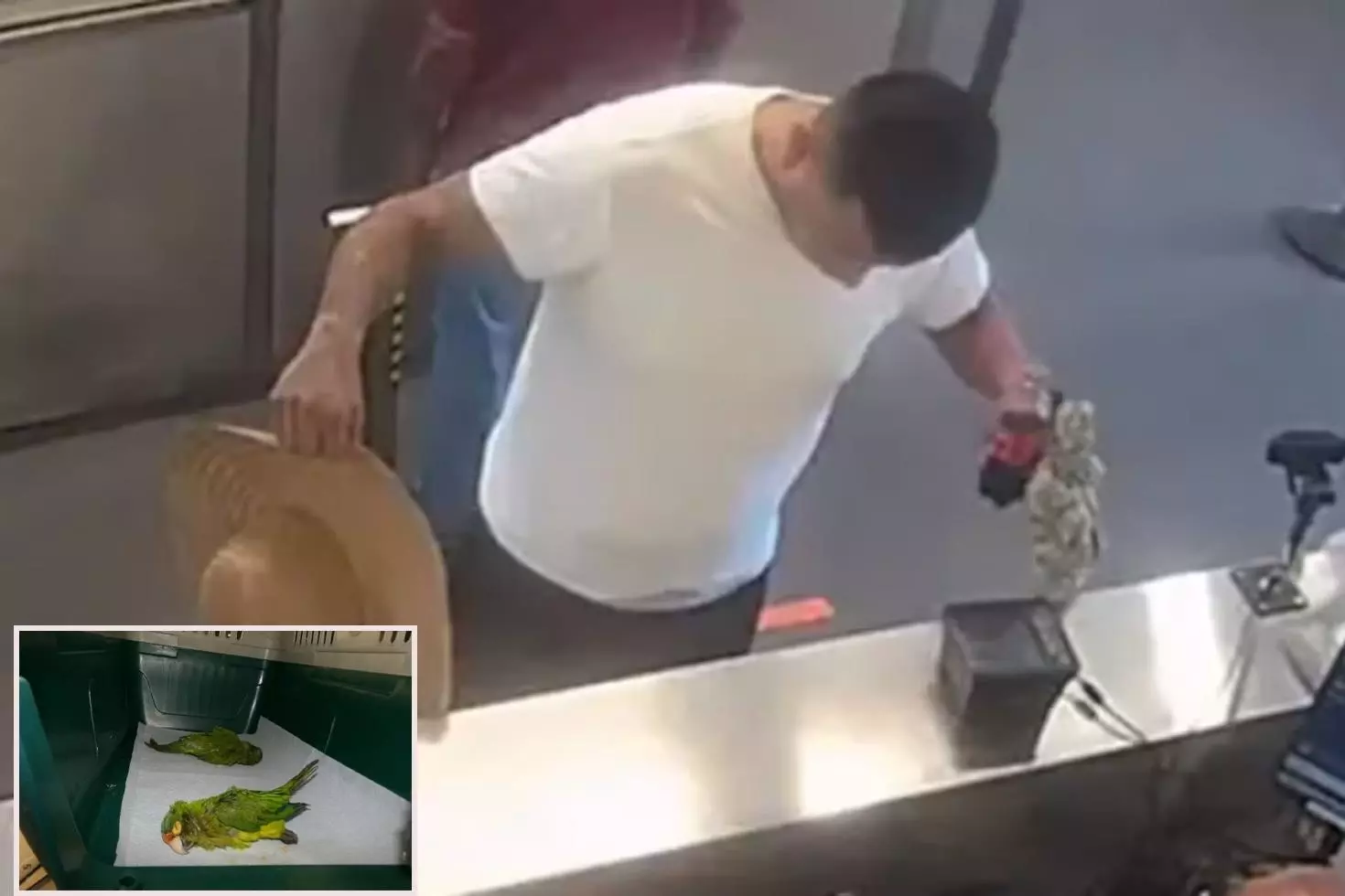 İç çamaşırında kaçak papağanlarla sınırı geçmeye çalıştı