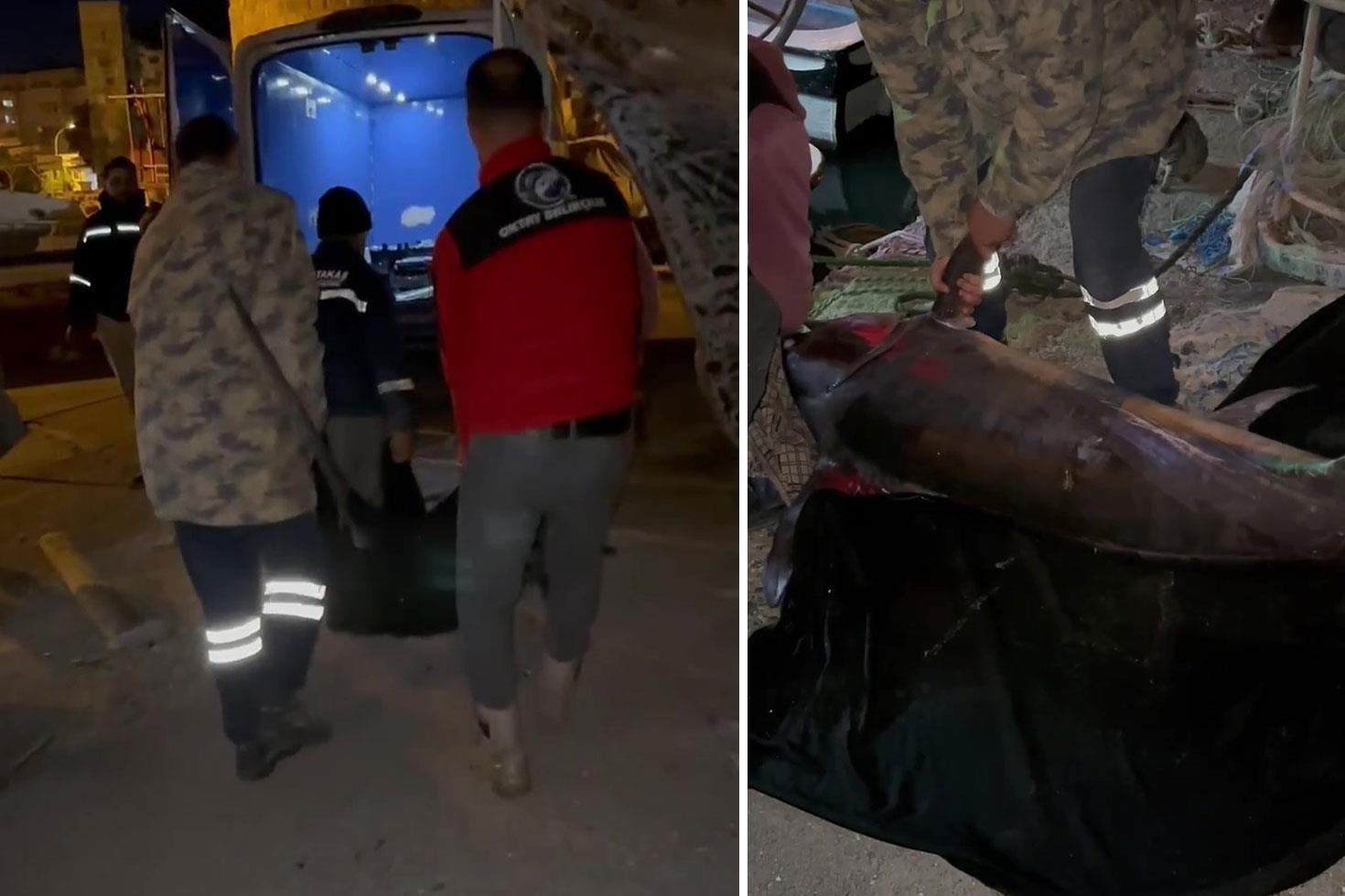 Yakalamak için 2 buçuk saat uğraşıldı, 65 bin TL’ye satıldı