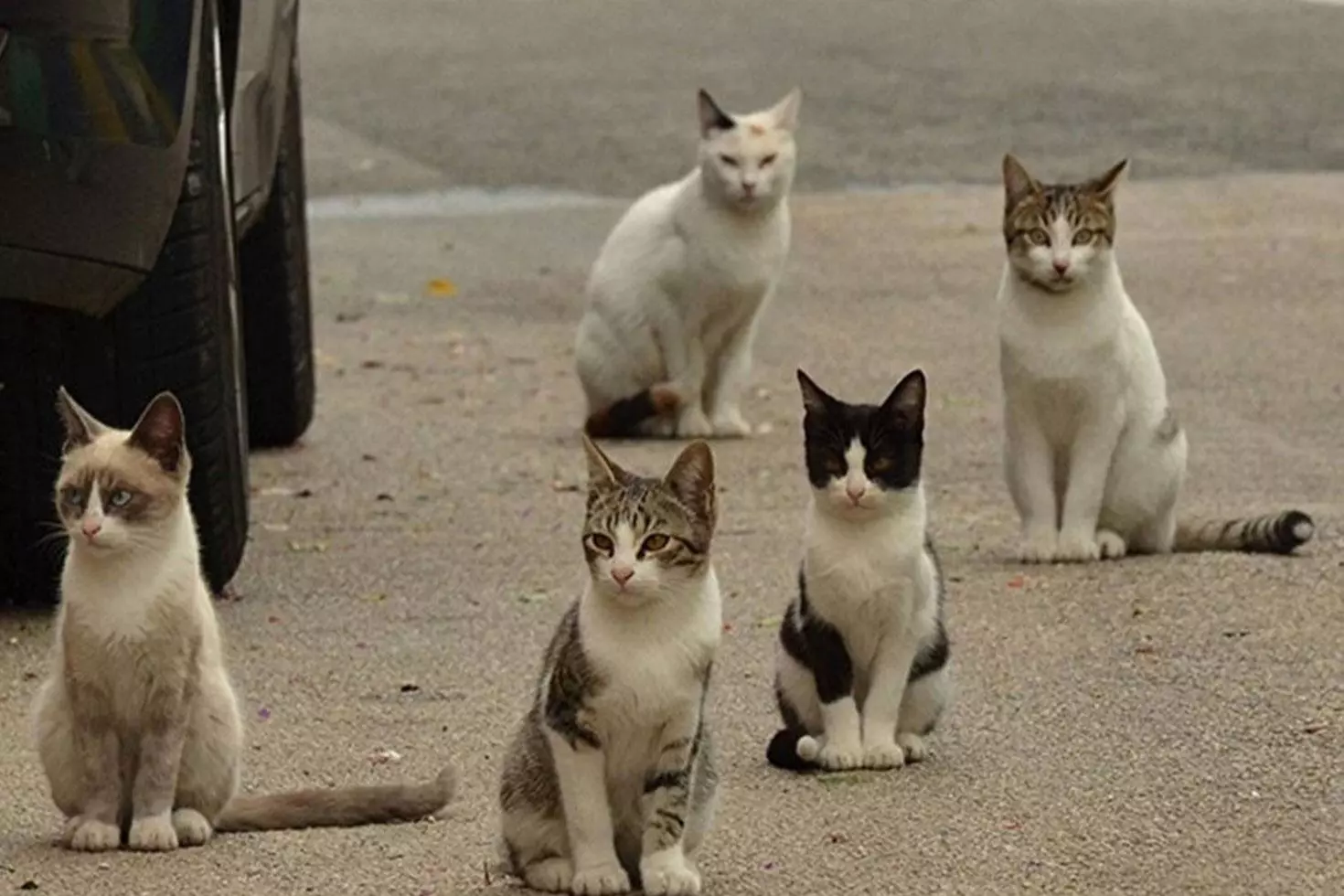 Yeni Zelanda 2050 yılına kadar 2.5 milyon kediyi öldürecek