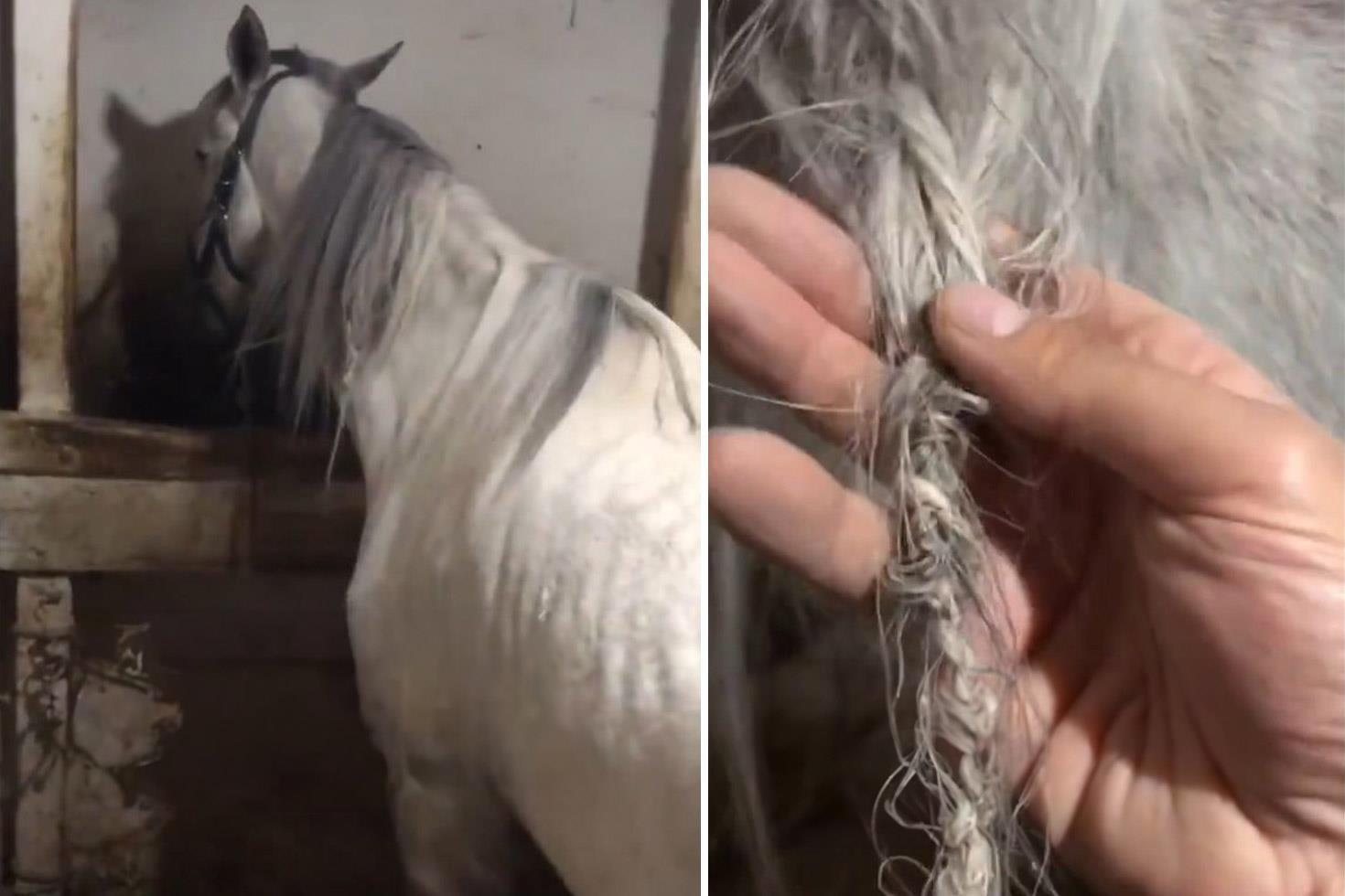 Görüntü Türkiye’den: Ahıra giden vatandaş, gördüğü manzara karşısında şaşkına döndü