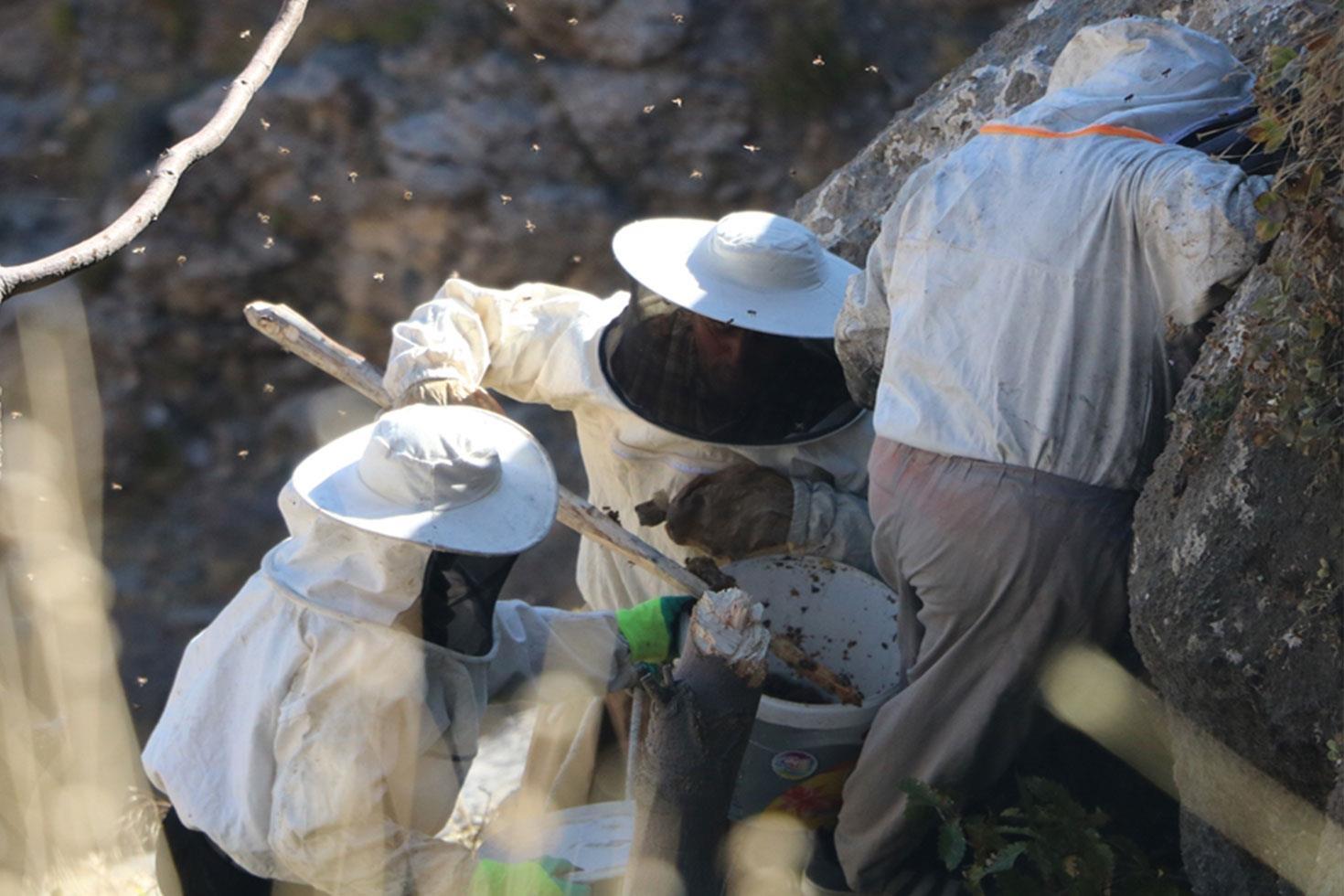 Özel izinle bölgeye giriliyor, binbir zahmetle toplanıp dudak uçuklatan rakama satılıyor
