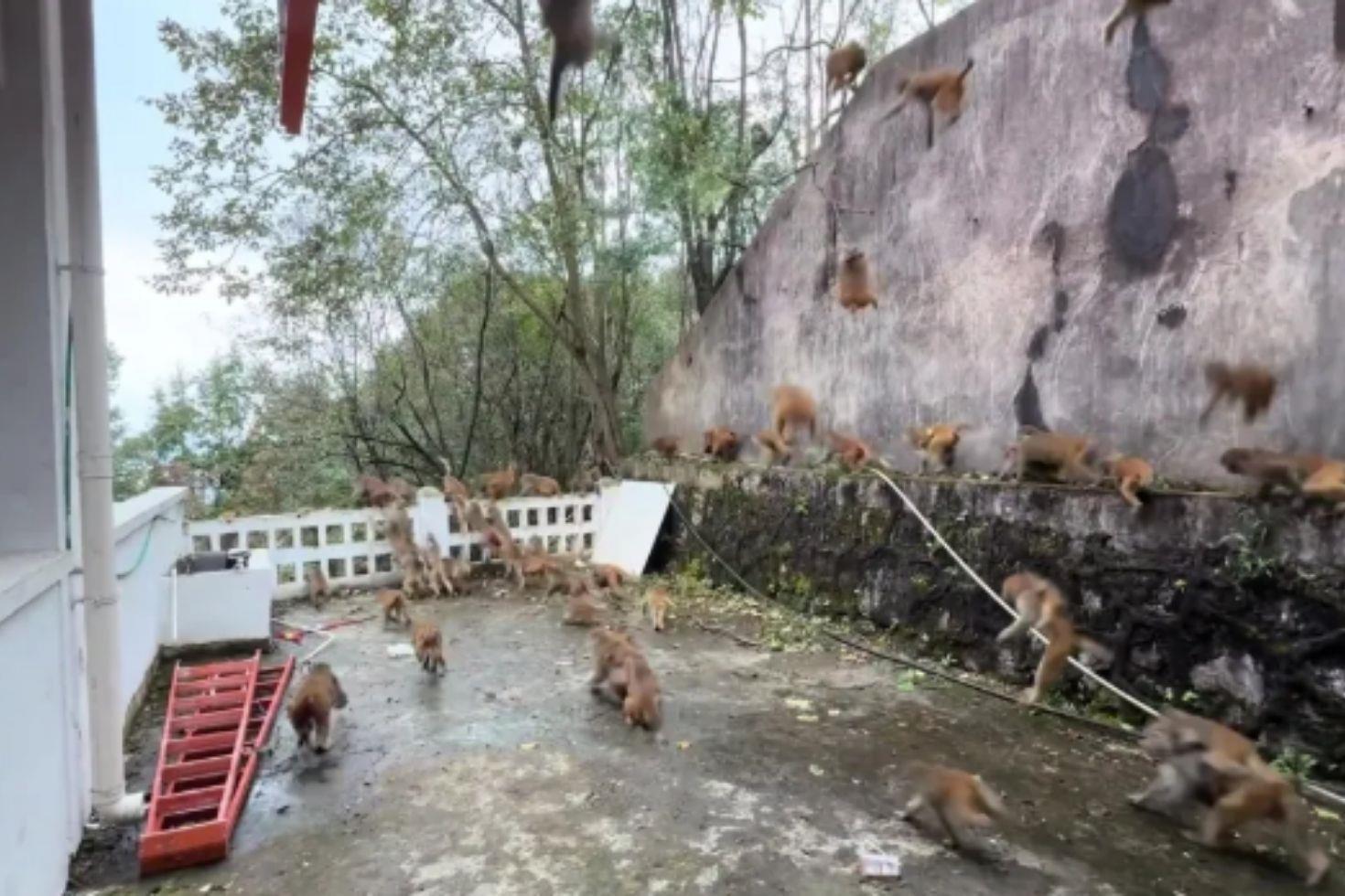 100 maymun bir anda dağdan indi: Turistler can havliyle kaçtı