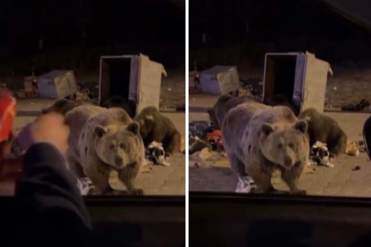 Sucuk vermek istediği ayının hedefi oldu Yürekleri ağıza getiren anlar kameralarda