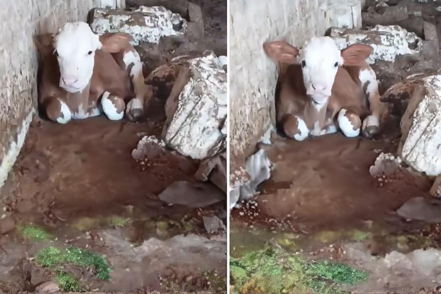 Talihsiz buzağı: Dış görünüşü nedeniyle annesi bile onu istemiyor