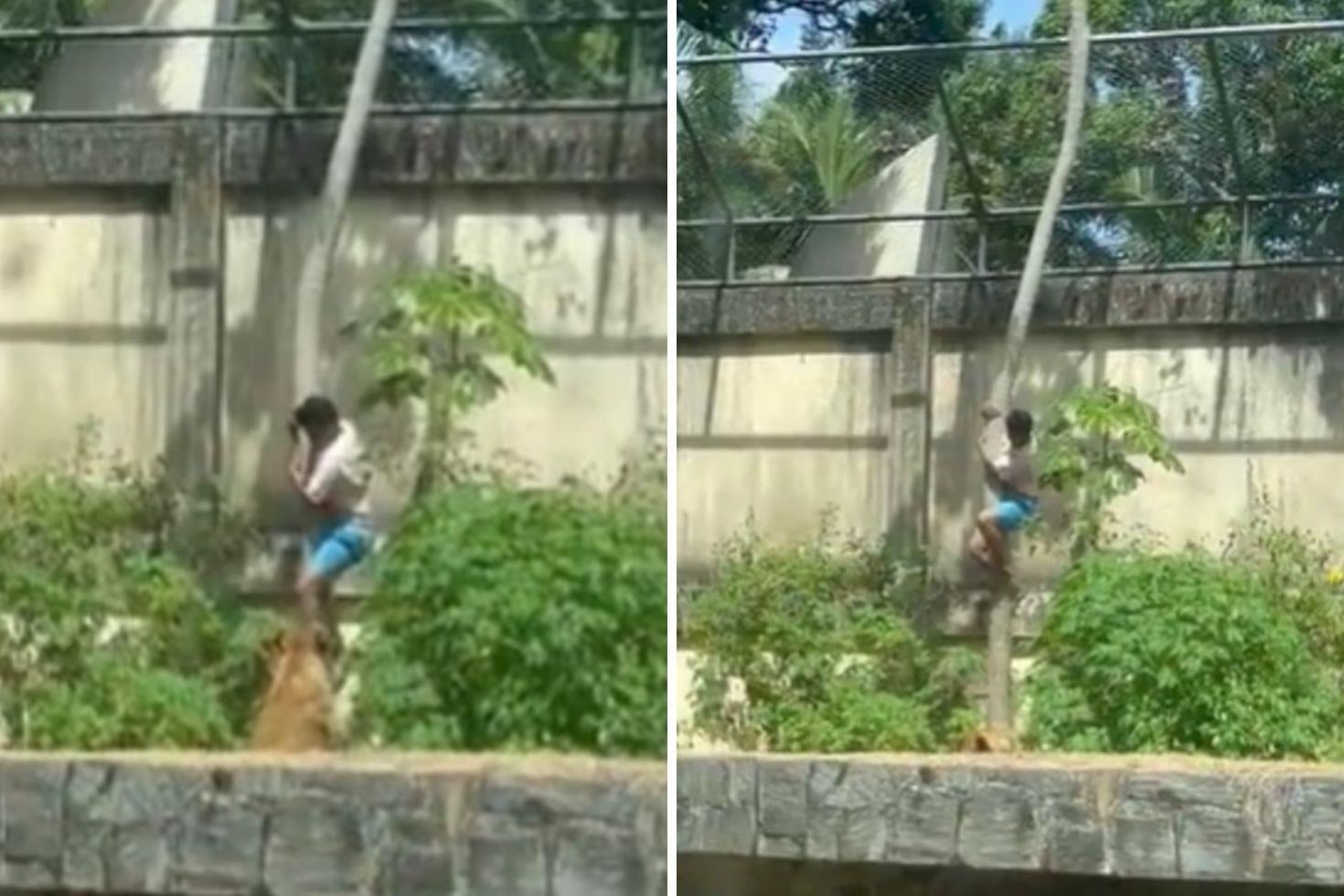 Tutkusu sonu oldu 6 metrelik duvarı aşıp aslan kafesine girdi, sonrası facia