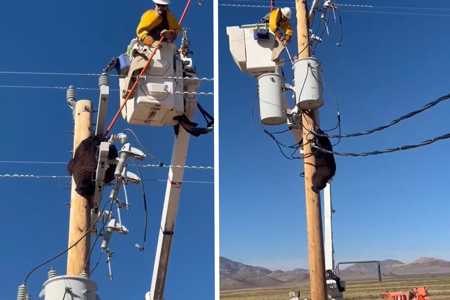 Elektrik direğine tırmanan ayı, zorlukla indirildi