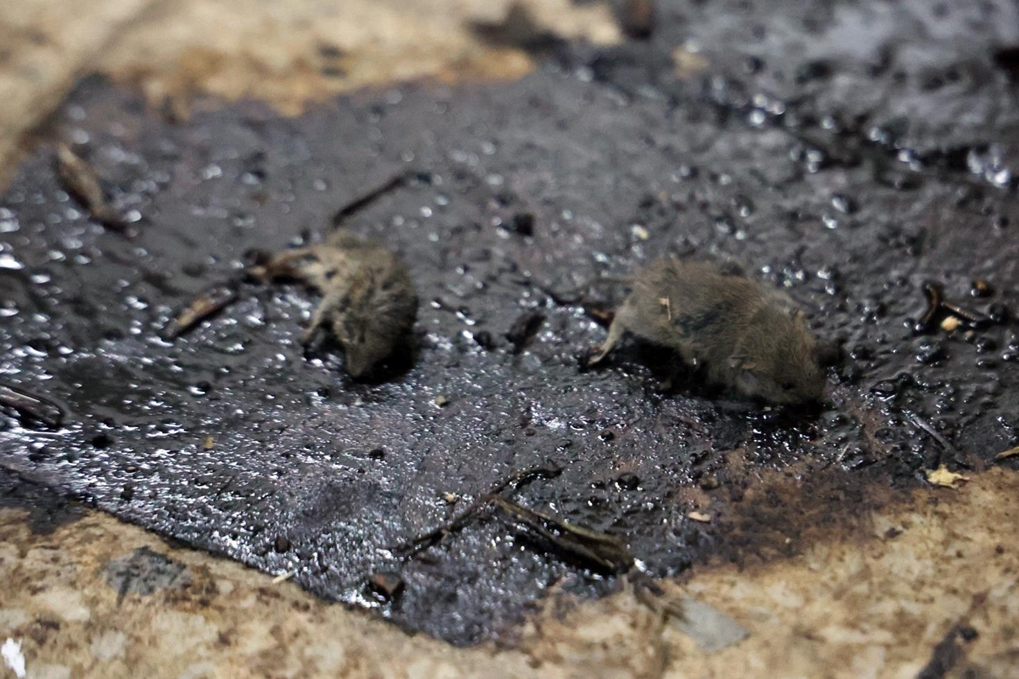 Kilis’te mide bulandıran hijyen skandalı: Merdiven altı üretimde fareler bulundu