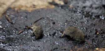 Ölü farelerin içinde satış yapıyorlar! Kesilen ceza daha skandal