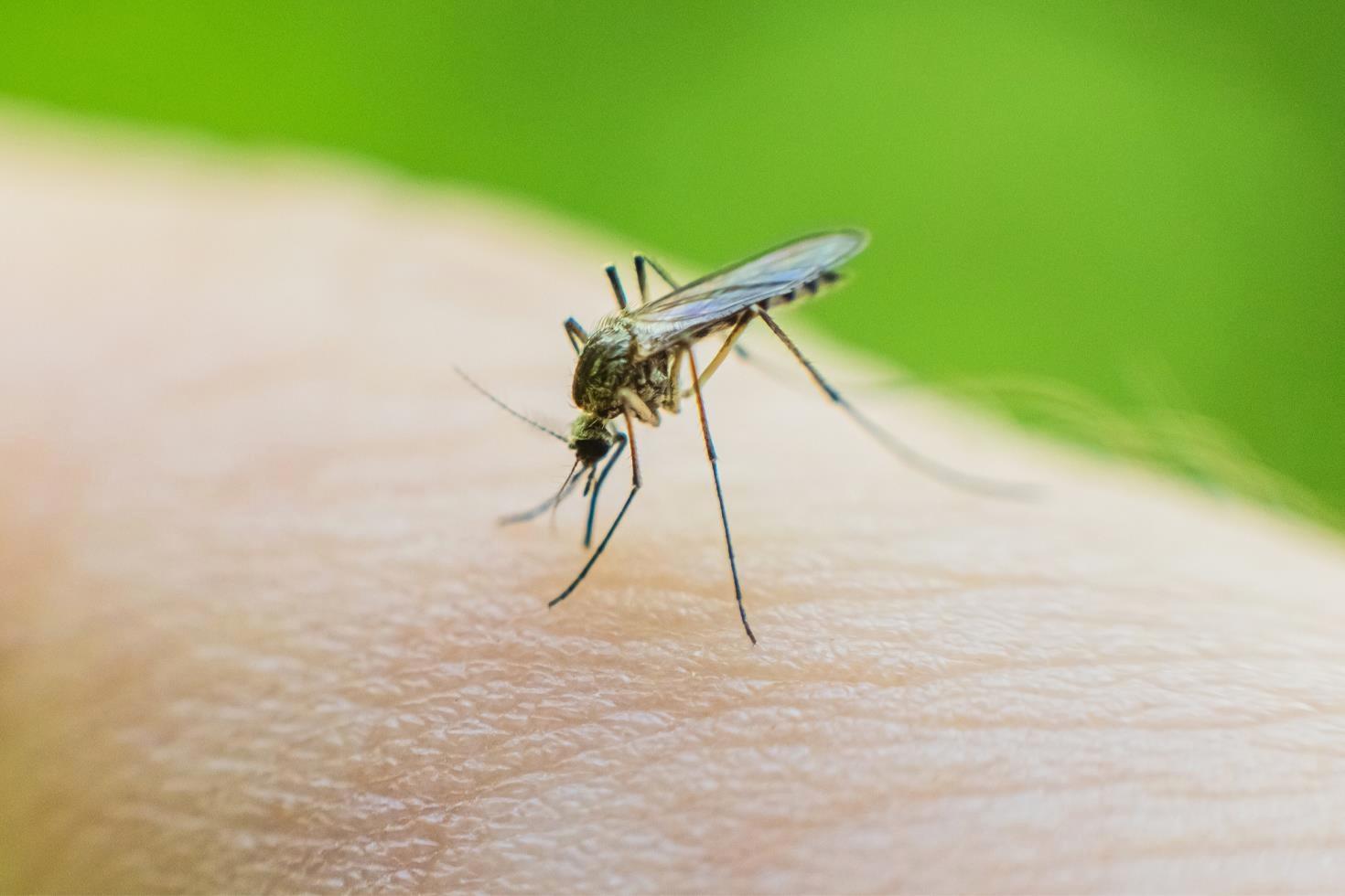 Küba’da 33 kişi sivrisinekler nedeniyle hayatını kaybetti