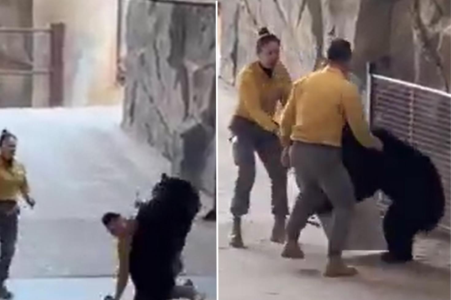 Çin’deki safari parkında bakıcısına saldıran ayı dehşet saçtı