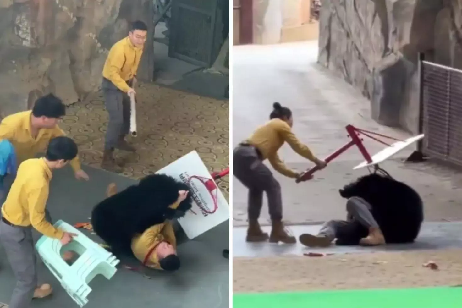 Yiyecek kokusuyla çıldıran ayı bakıcısını ağır yaraladı