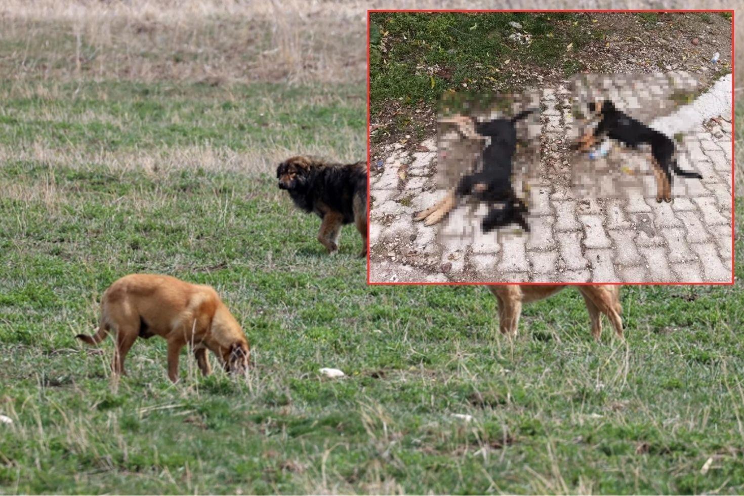 Kenti sarsan iddia: “Zehirlenerek öldürüldüler“
