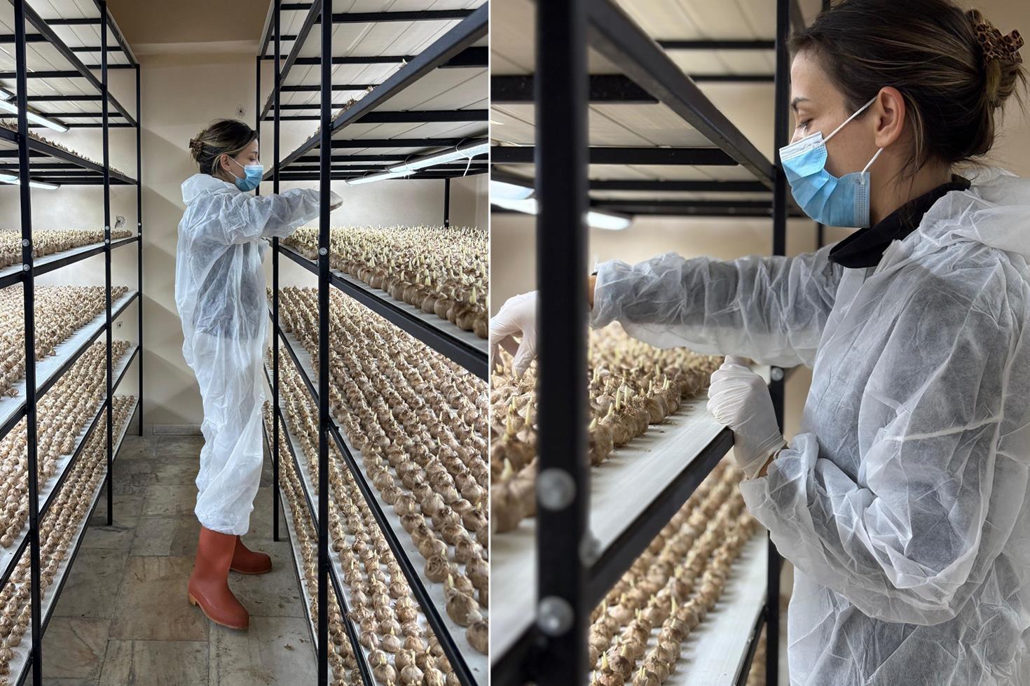 100 bin lira maaşlı işi bırakıp sektör değiştirdi Kilosunu 700 bin liraya satıyor