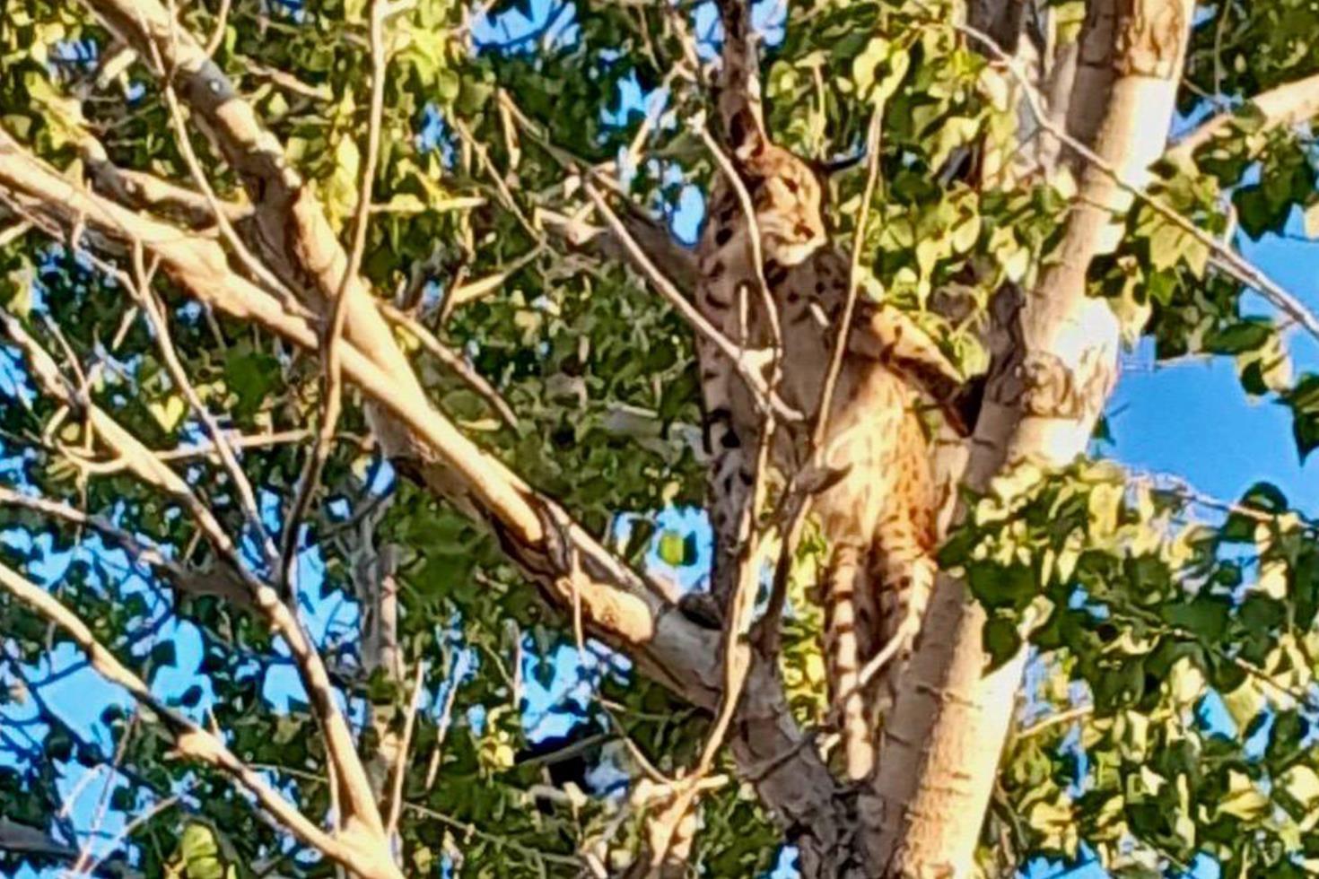 Ağaçtaki Anadolu Parsı değilmiş Gerçek sonradan ortaya çıktı