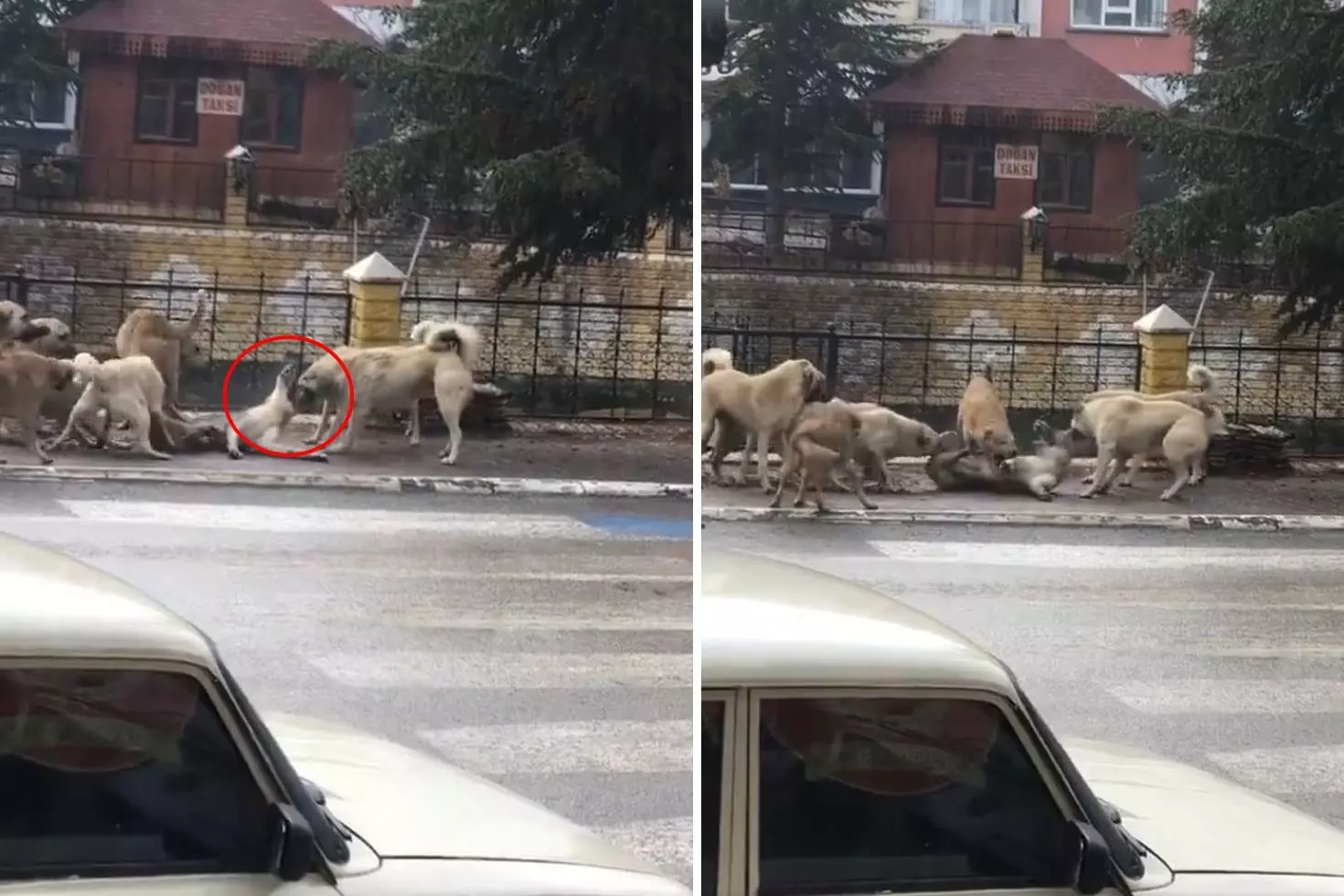 Sokak ortasında dehşete düşüren görüntü