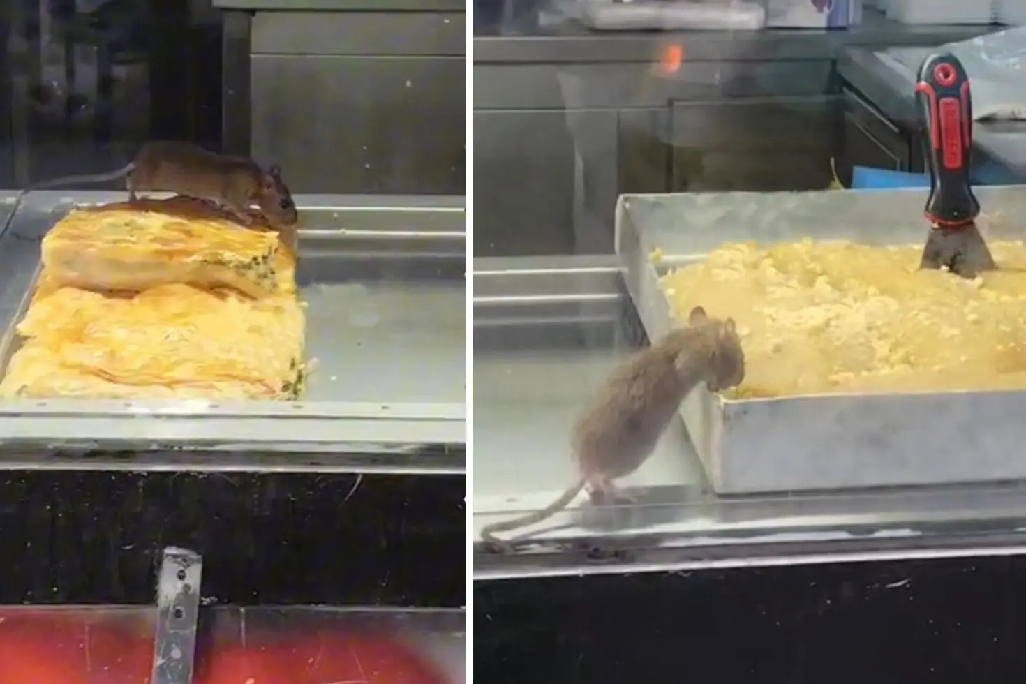 Burası Hindistan değil Türkiye Böreği insanlardan önce fare yedi