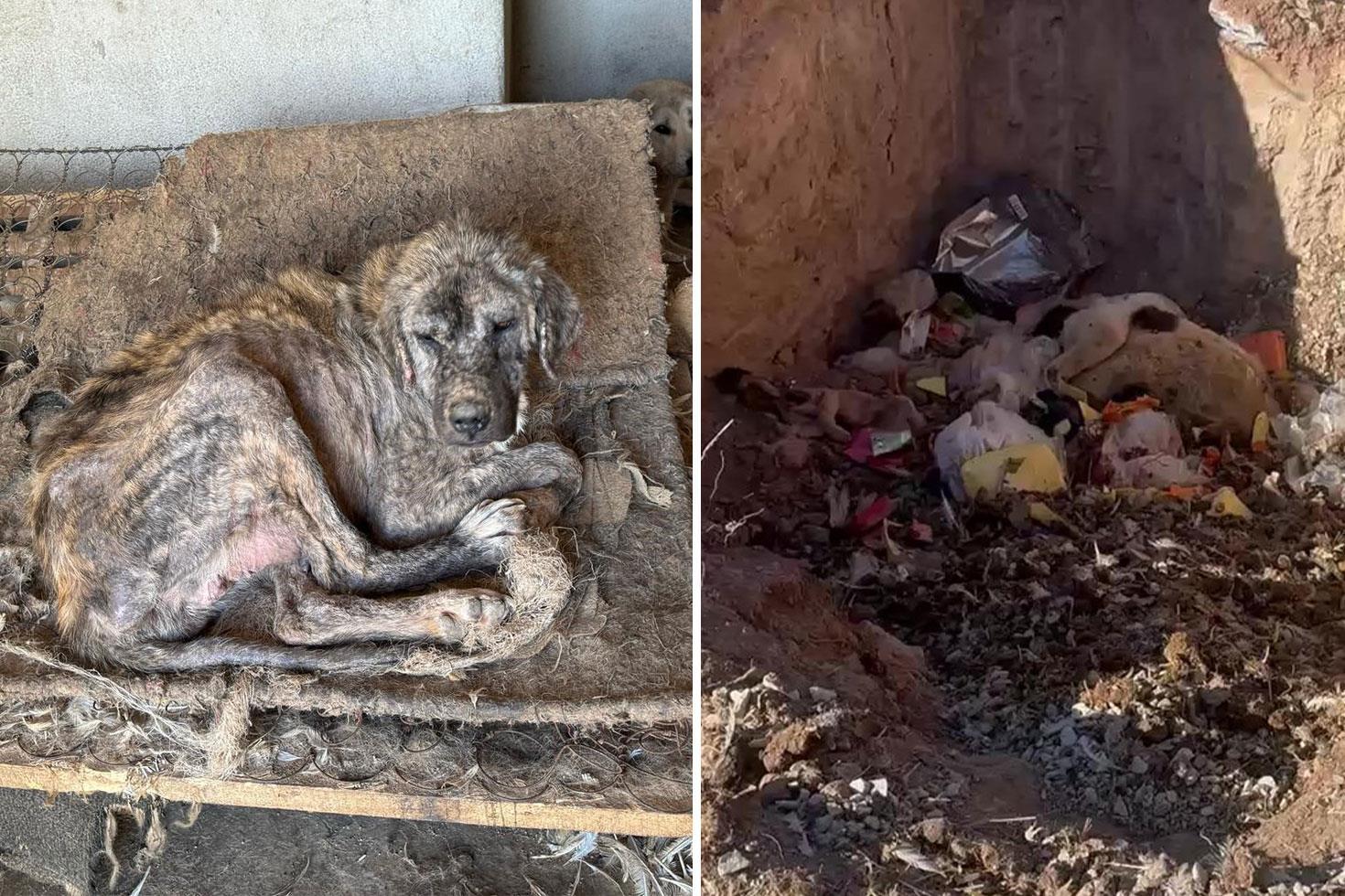 Sözde barınakta dehşet görüntüler: Köpekler açlıktan birbirini yedi