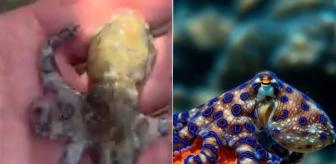 Elinize almadan önce düşünün: Zehri siyanürden 1.000 kat ölümcül!