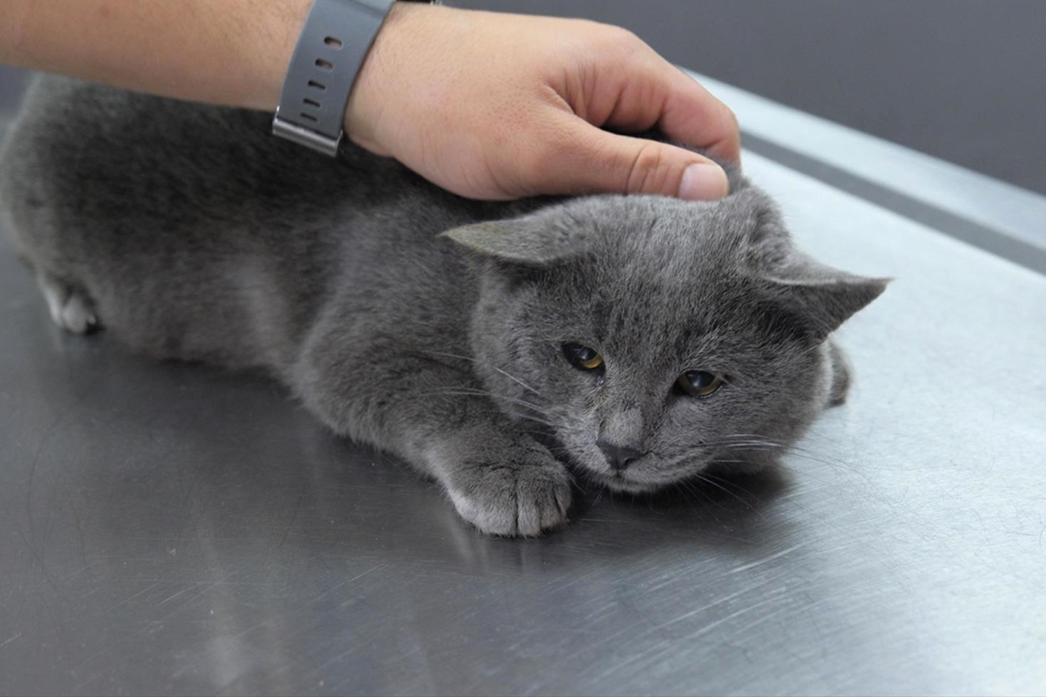 İştahsız kedisini veterinere götüren çift hayatının şokunu yaşadı