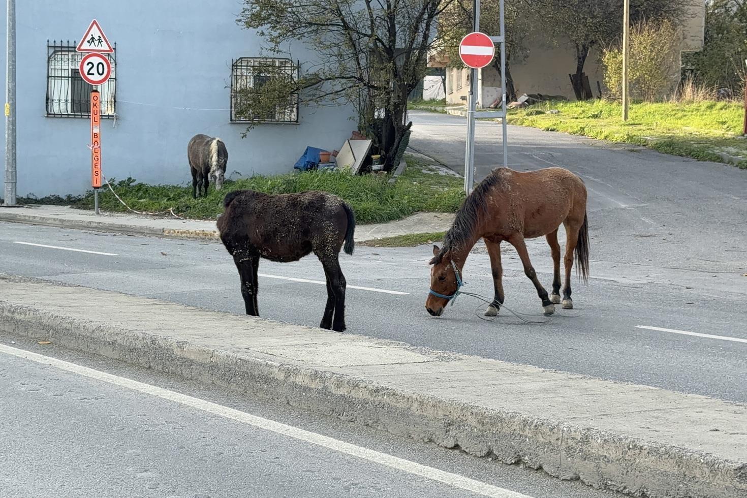 Yer: İstanbul Başıboş atlar trafiği tehlikeye sokuyor
