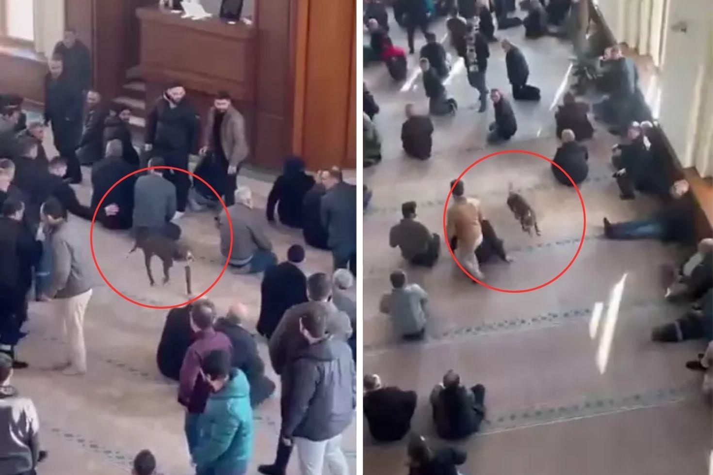 Pitbull bir anda içeriye girdi Cami cemaati nereye uğradığını şaşırdı