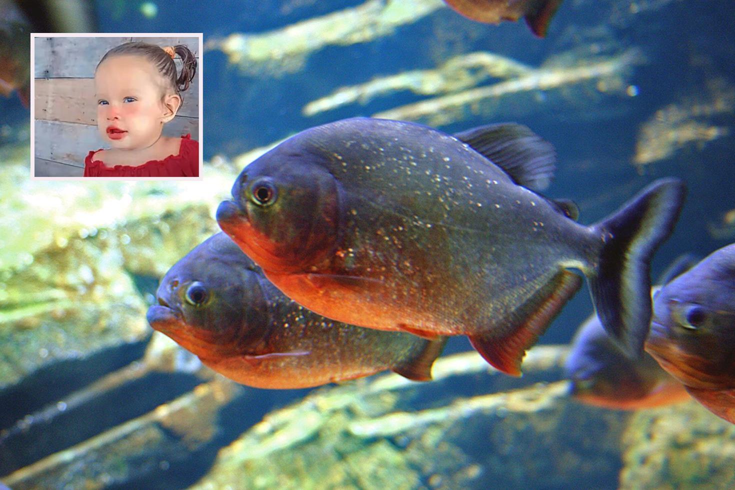 Brezilya’da 2 yaşındaki kız çocuğu pirana saldırısında hayatını kaybetti