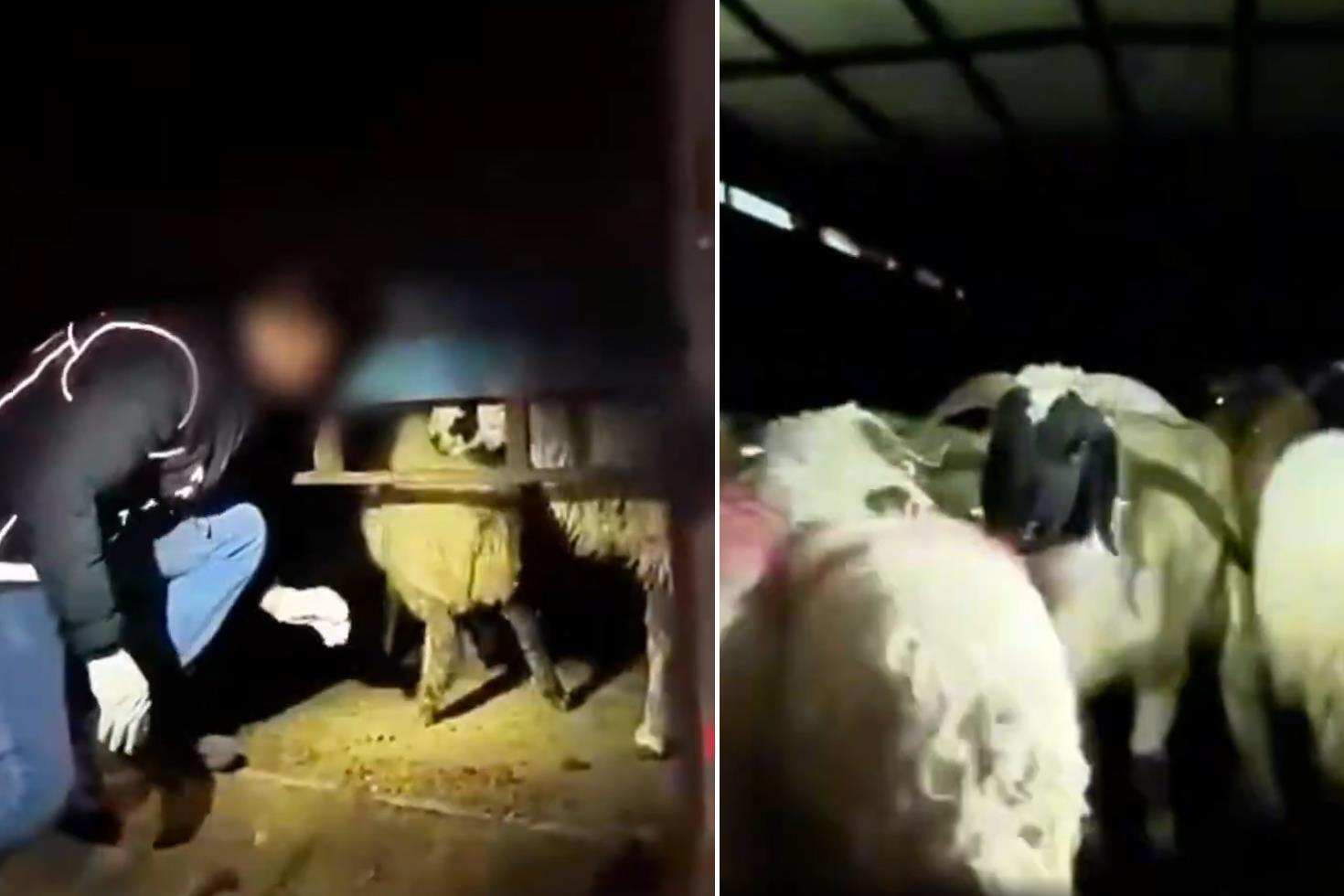 Şeytani plan Kilolarca uyuşturucuyu hayvanların karın boşluklarına yerleştirmişler