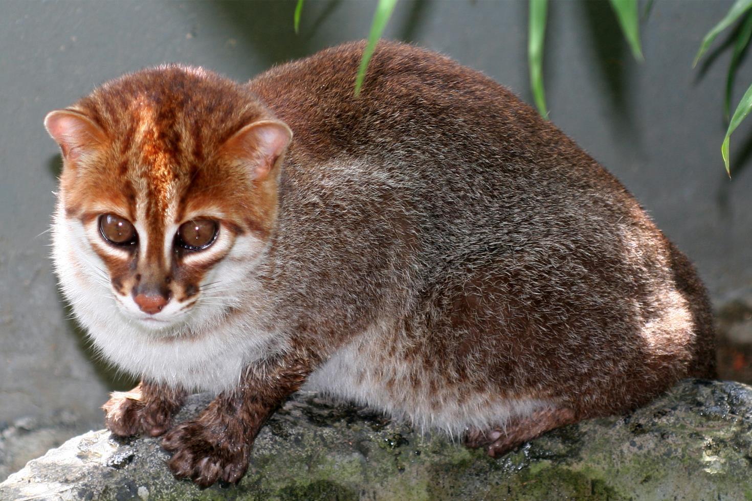 Nesli tükendi sanılan kedi türü 30 yıl sonra ortaya çıktı