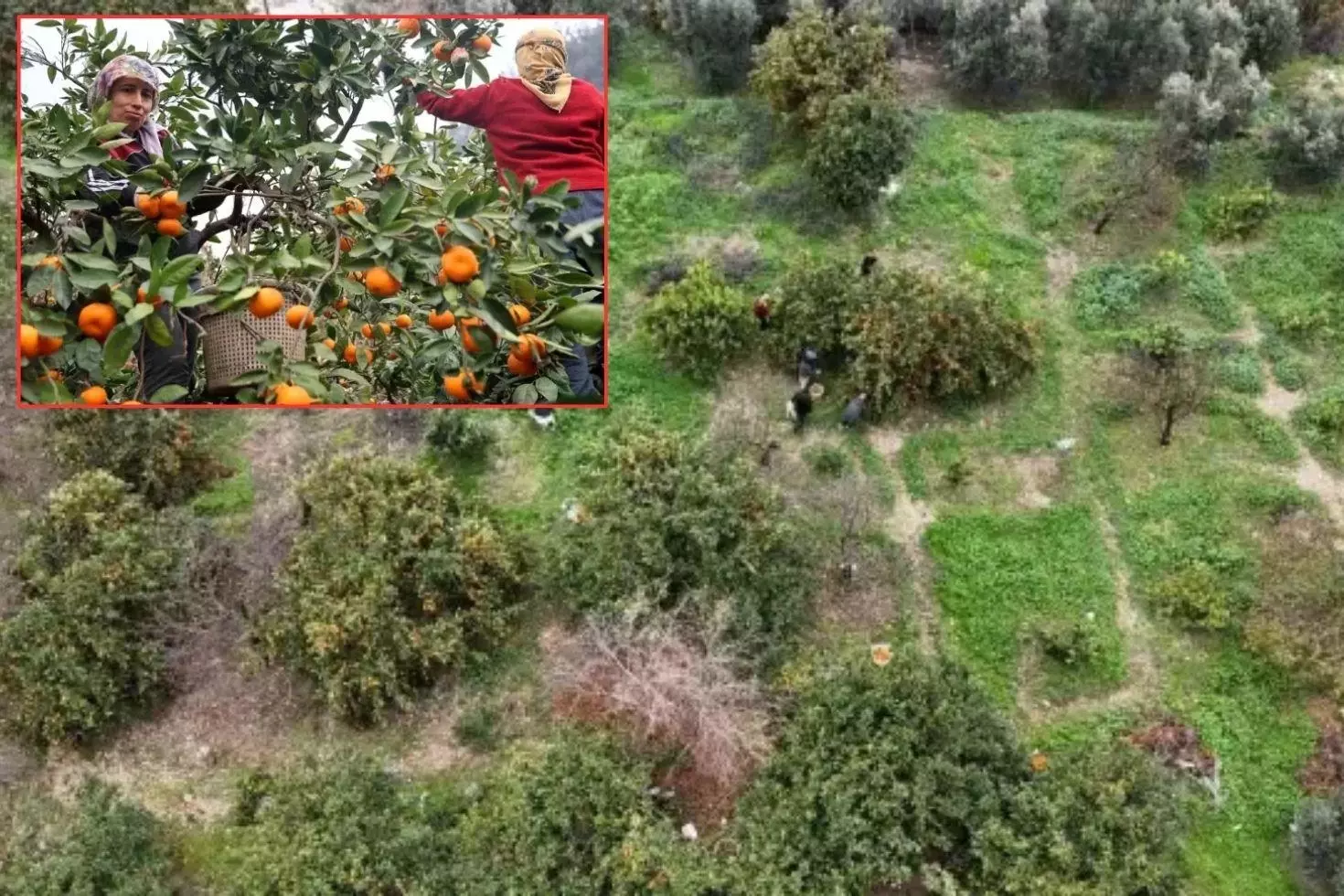 Tarla fiyatı 2 liraya kadar düştü, üretici isyan etti