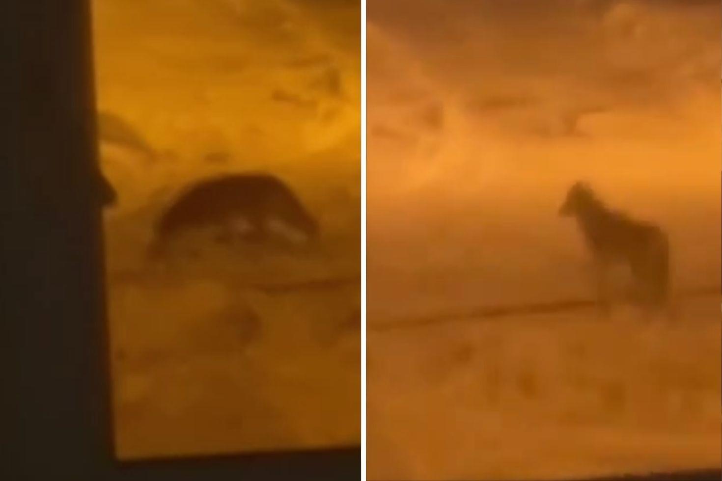 Şehir merkezine kurt indi O anlar kameralarda