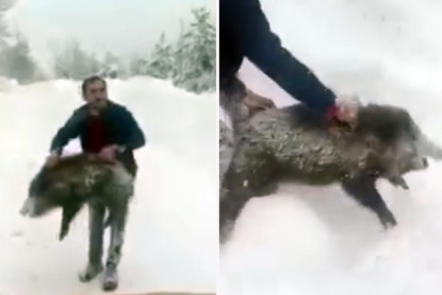 Yaban domuzunu yakaladı, sevdikten sonra tekrar bıraktı