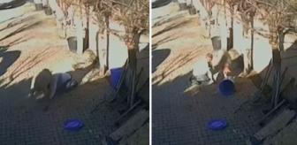 Masum görünse de sahibine dakikalarca saldırdı